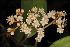 Viburnum punctatum